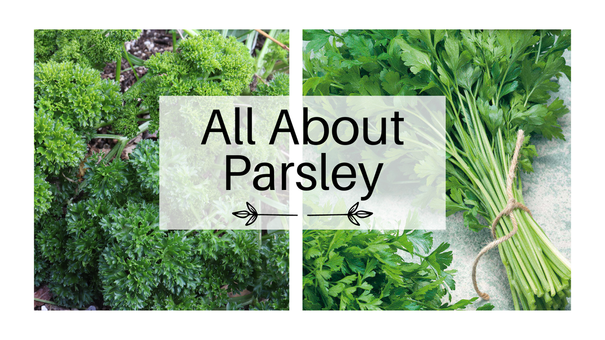 All About Parsley The Different Types, How to Grow & Use it GARDEN