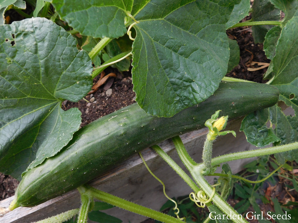 Secrets to Growing Better Cucumbers! And Successful Trial Results!