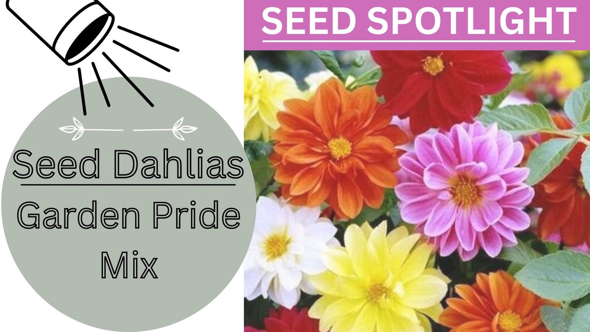 SEED SPOTLIGHT DAHLIAS GARDEN PRIDE MIX GARDEN GIRL SEEDS GARDEN