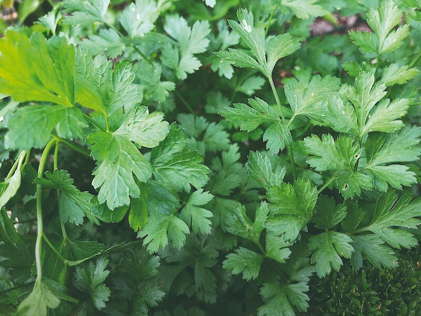PARSLEY - PLAIN DARK LEAF ITALIAN