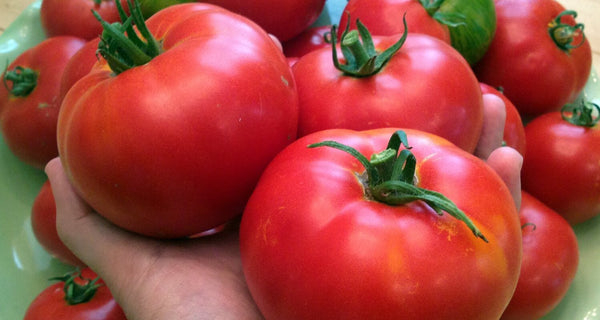 TOMATO - CELEBRITY