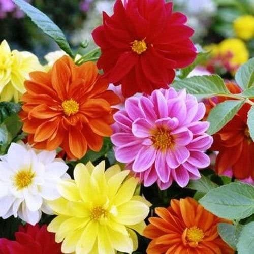 DAHLIA GARDEN PRIDE MIX GARDEN GIRL SEEDS GARDEN SEEDS