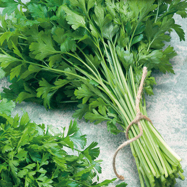 PARSLEY - PLAIN DARK LEAF ITALIAN