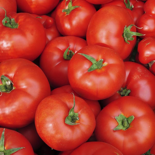 TOMATO - CELEBRITY