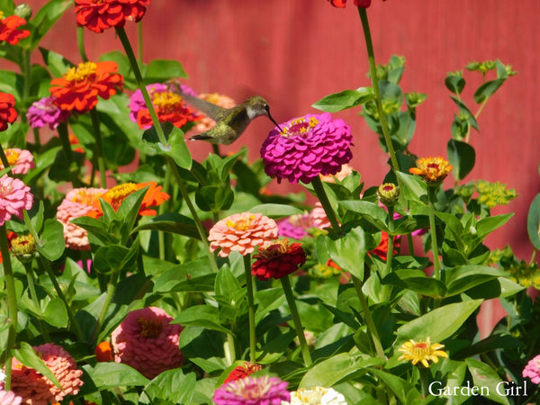 ZINNIA - OKLAHOMA MIX