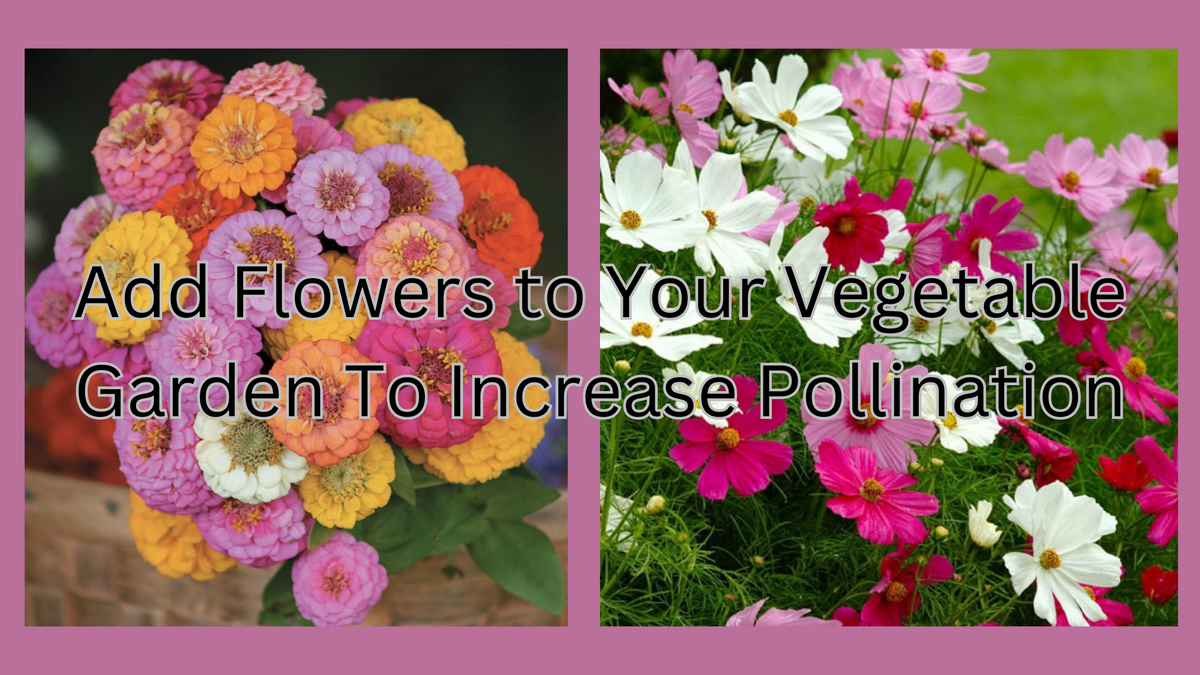 Add Flowers to Your Vegetable Garden To Increase Pollination – GARDEN ...