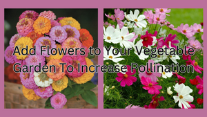 Add Flowers to Your Vegetable Garden To Increase Pollination