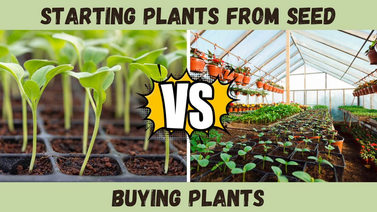 Starting Plants From Seed VS Buying Plants GARDEN GIRL SEEDS GARDEN
