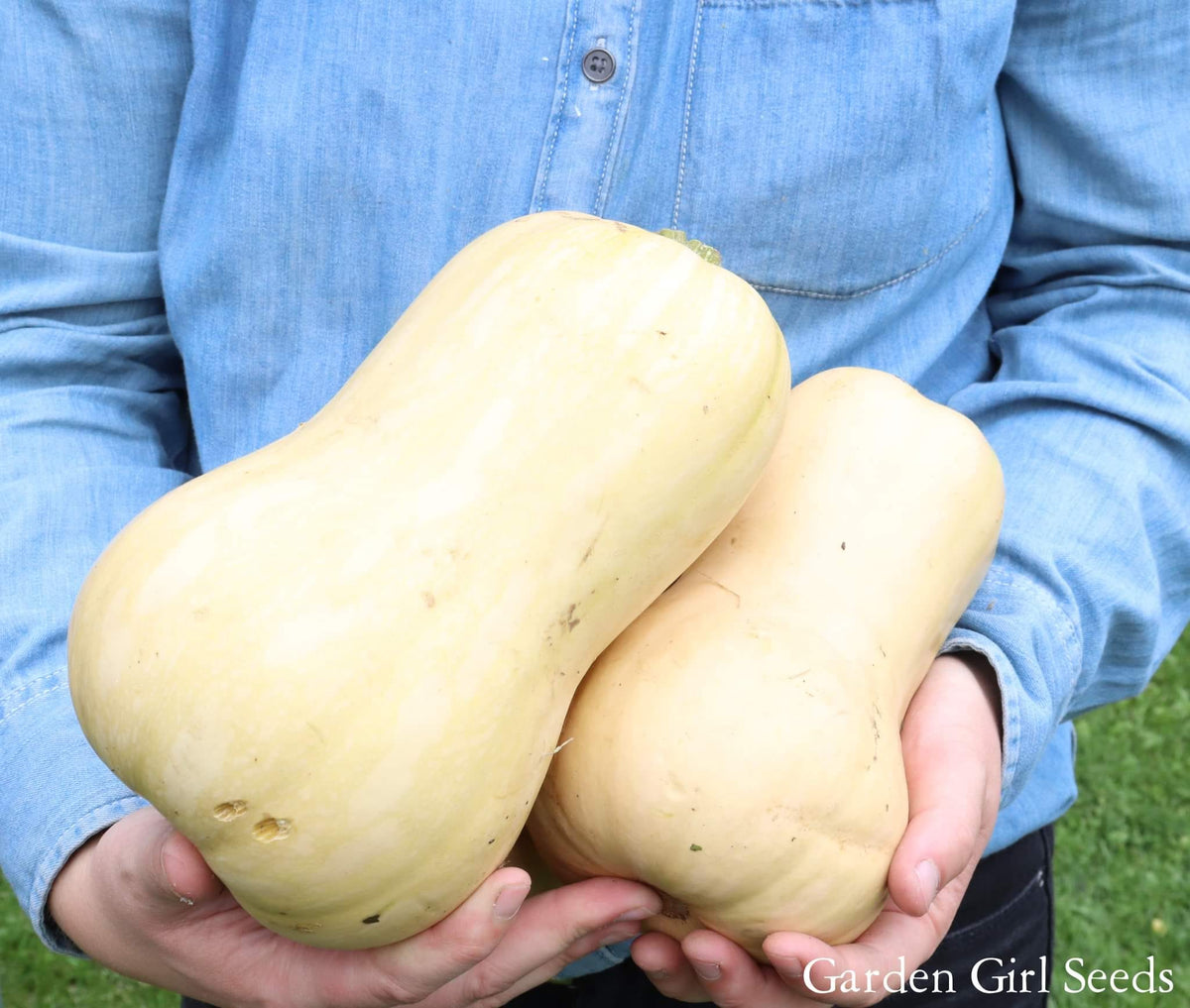 SEED SPOTLIGHT Early Prolific Butternut Squash GARDEN GIRL SEEDS   Butternutsquash 1200x1200 