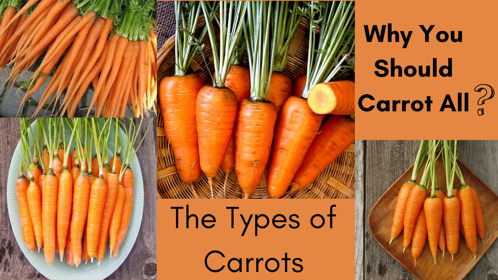 The Types of Carrots - Why Should You Carrot All?
