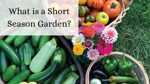 What is a Short Season Vegetable Garden?