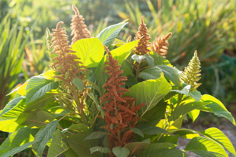 AMARANTHUS - AUTUMN'S TOUCH