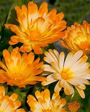 CALENDULA - OOPSY DAISY