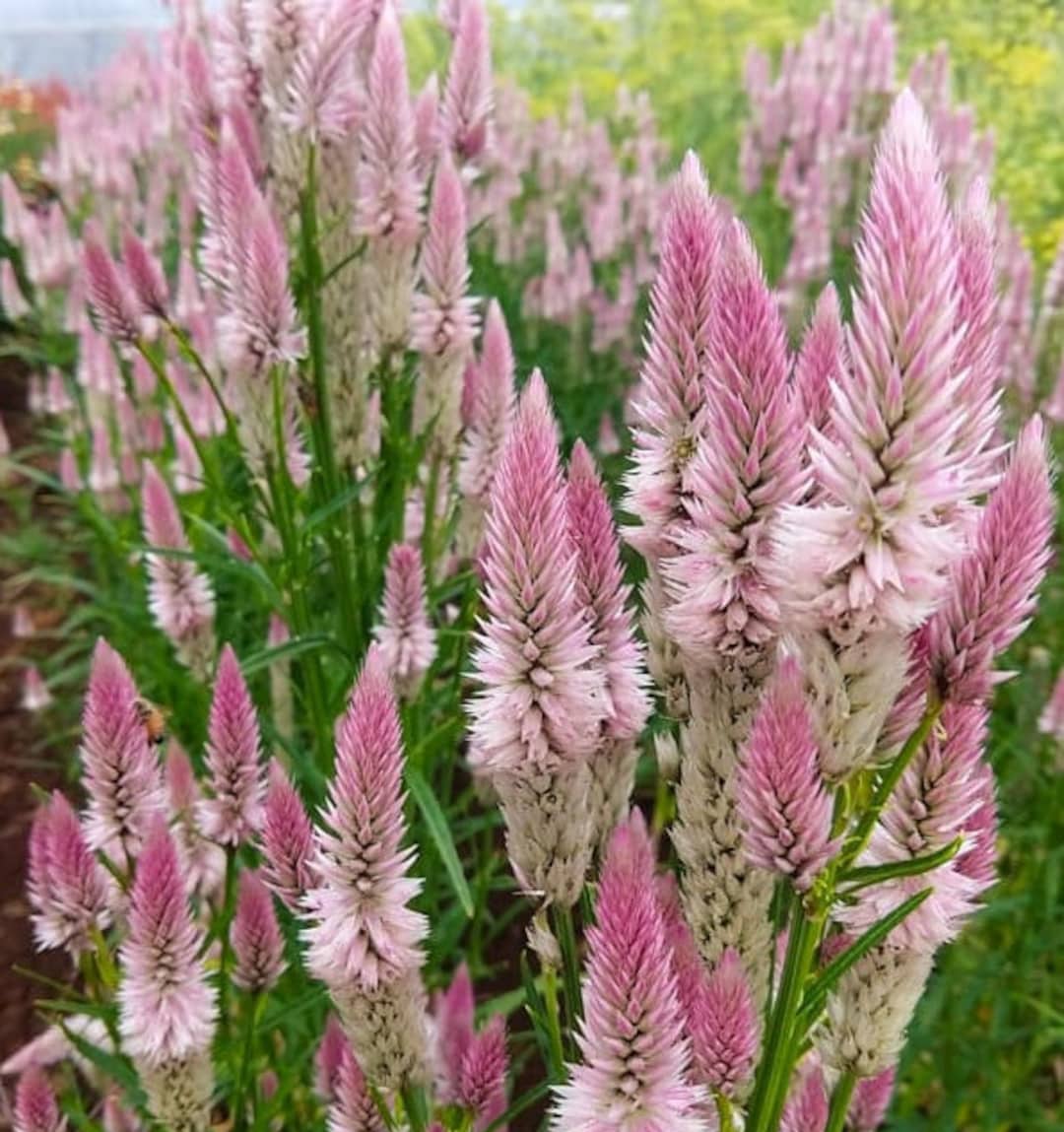 CELOSIA FLAMINGO FEATHER