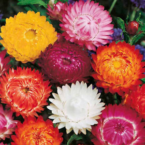 HELICHRYSUM - STRAWFLOWERS (SWISS GIANTS MIXED)