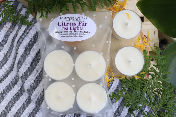 TEALIGHTS - CITRUS FIR