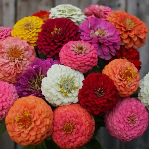 ZINNIA - OKLAHOMA MIX