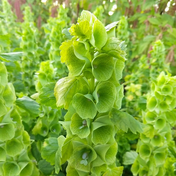 BELLS OF IRELAND - GREEN BELLS – GARDEN GIRL SEEDS - GARDEN SEEDS