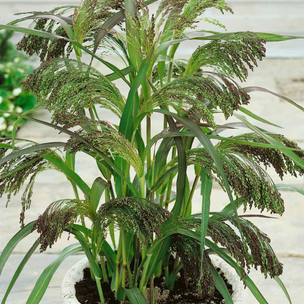 ORNAMENTAL GRASS - GREEN DROPS