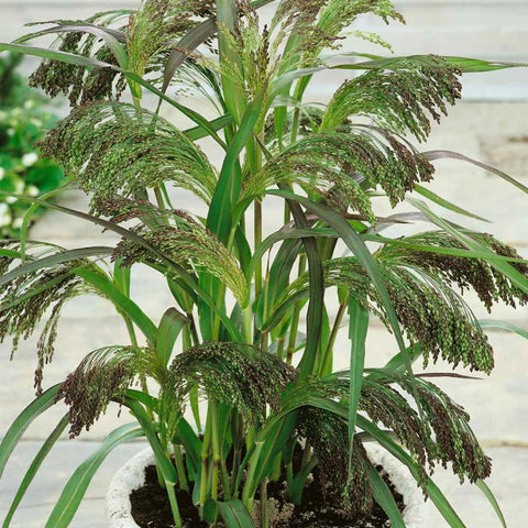 ORNAMENTAL GRASS - GREEN DROPS