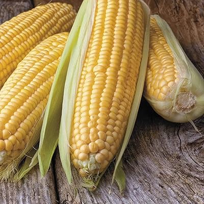 CORN - HONEY SELECT – GARDEN GIRL SEEDS - GARDEN SEEDS CANADA