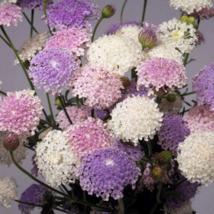 DIDISCUS CUERULEA - LACE MIX