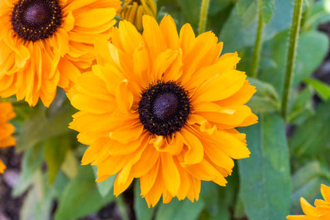 RUDBECKIA HIRTA - GOLDILOCKS