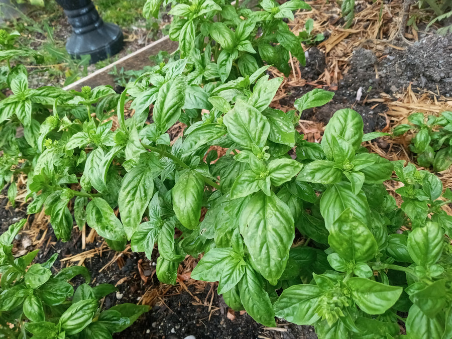 BASIL - DOLLY – GARDEN GIRL SEEDS - GARDEN SEEDS CANADA