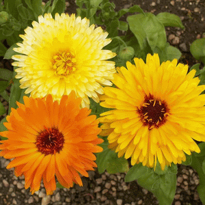 CALENDULA - PACIFIC BEAUTY MIX