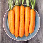 CARROTS - NAPOLI