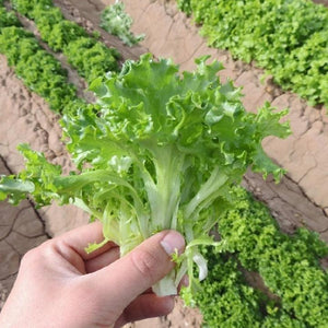 LETTUCE - TANGO