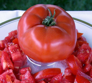 TOMATO - BUSH BEEFSTEAK