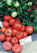 TOMATO - ULTRA SWEET