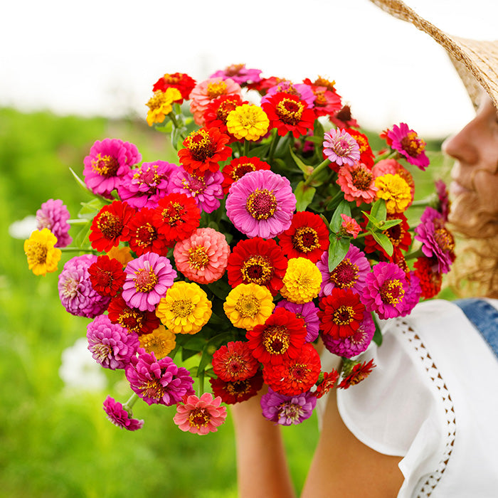 ZINNIA - OKLAHOMA MIX – GARDEN GIRL SEEDS - GARDEN SEEDS