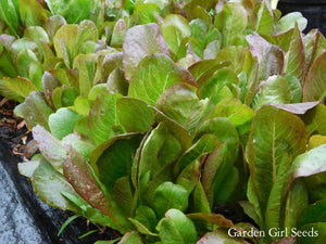 GARDEN GIRL ROMAINE MIX