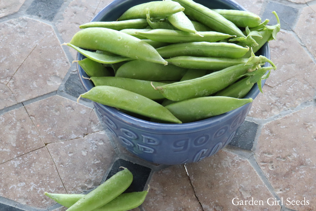 PEAS - SUPER SUGAR SNAP – GARDEN GIRL SEEDS - GARDEN SEEDS CANADA