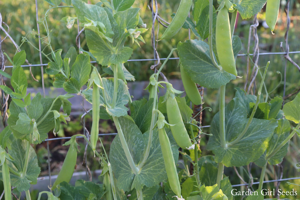 PEAS - SUPER SUGAR SNAP – GARDEN GIRL SEEDS - GARDEN SEEDS CANADA