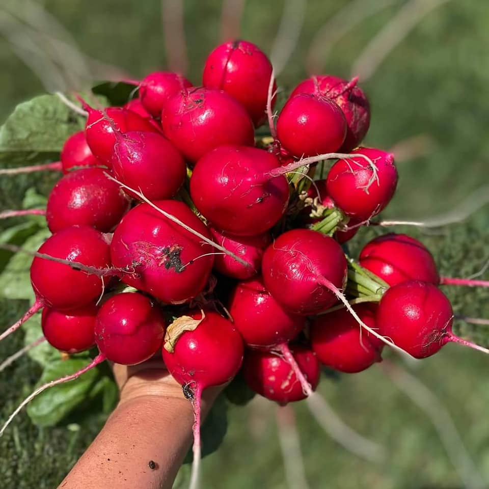 RADISH - ROVER – GARDEN GIRL SEEDS - GARDEN SEEDS