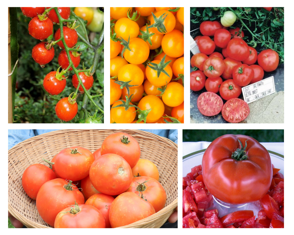 TOTALLY TOMATOES SEED COLLECTION GARDEN GIRL SEEDS GARDEN SEEDS