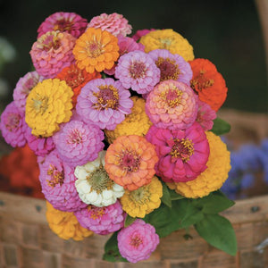 ZINNIA - Pompom Mix