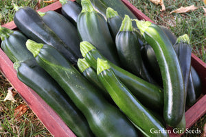 ZUCCHINI - NOCHE